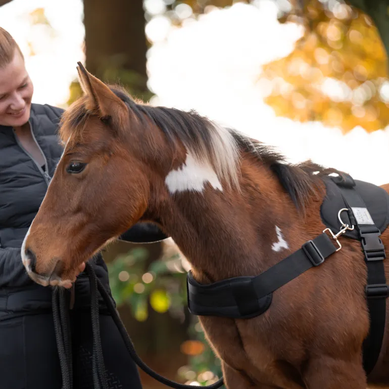 Foalmaster-Fohlengeschirr mit Haltegriff