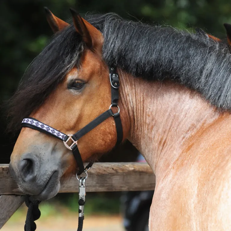 Halfter "Kaltblut Classic"