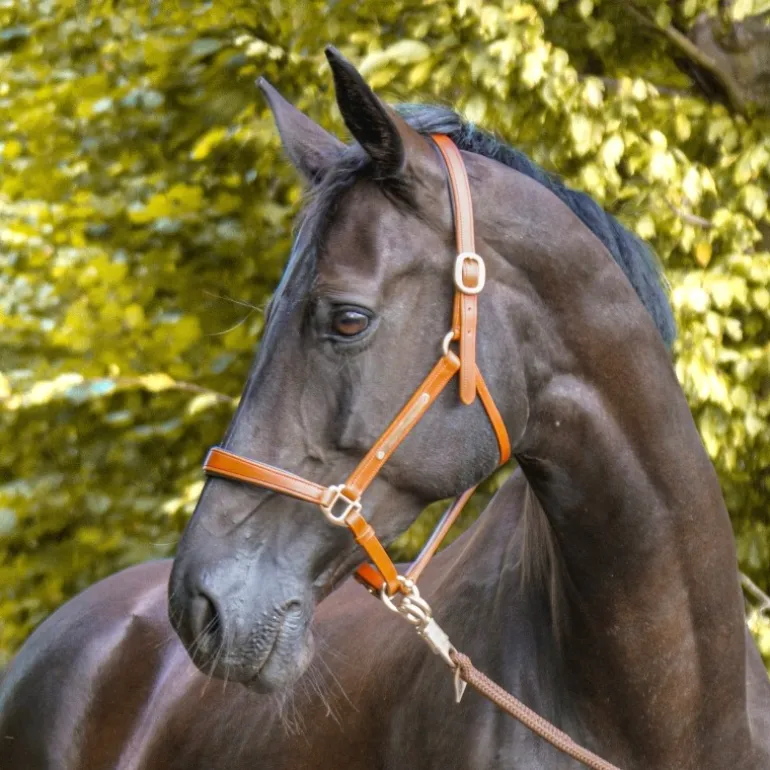 Lederhalfter "Bennet"