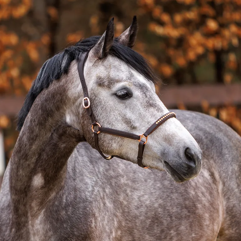 Lederhalfter "Falka" mit Glitzerpiping und Steinen