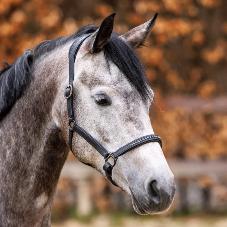 Lederhalfter "Falka" mit Glitzerpiping und Steinen