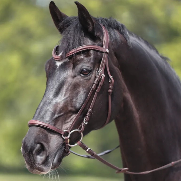 Trense geöltes Leder "Everana" hann.