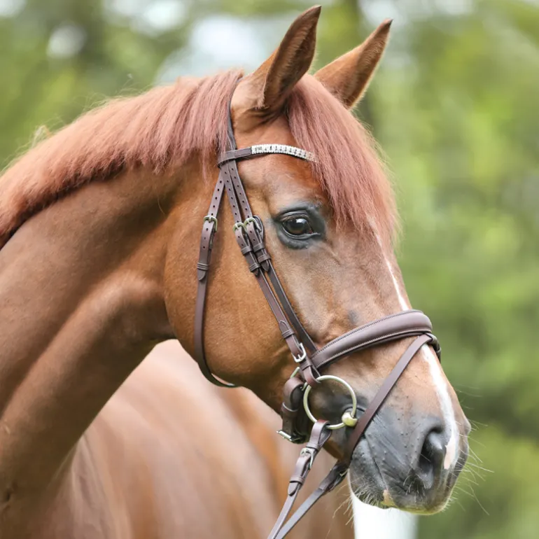 Trense geöltes Leder "Everlyn" schwed.-komb.