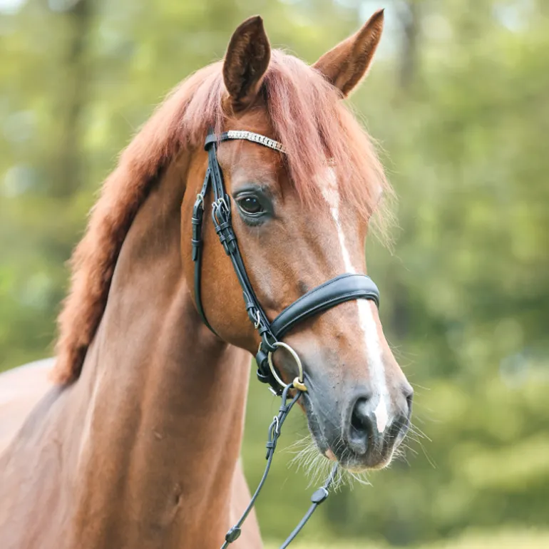 Trense geöltes Leder "Everlyn" schwed.-komb.