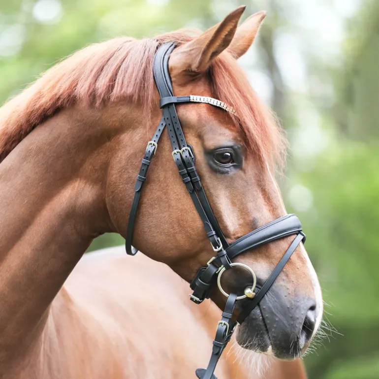 Trense geöltes Leder "Everlyn" schwed.-komb.