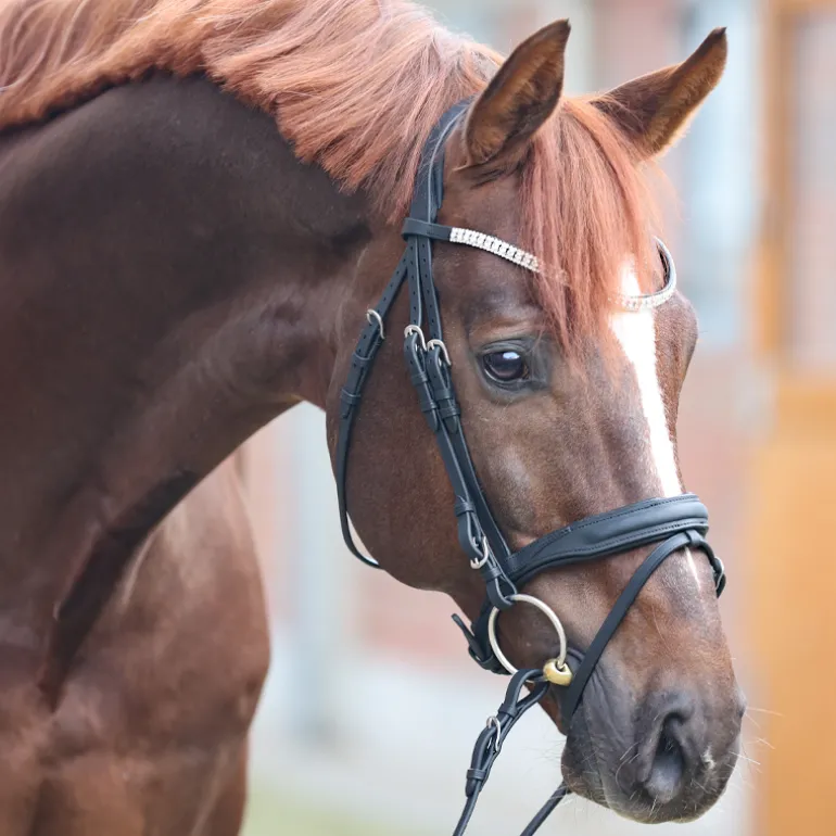 Trense geöltes Leder "Everness" eng.-komb.
