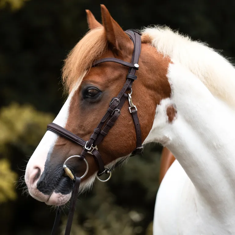 Wanderreittrense "Artemis"